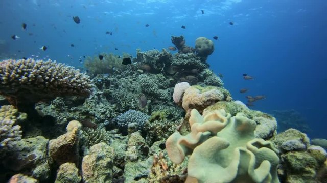 Tropical Coral Garden. Picture of a wonderful and beautiful underwater colorful fishes scalefin anthias-fish and blue-green chromis with soft and hard corals in the tropical reef of the Red Sea Dahab 