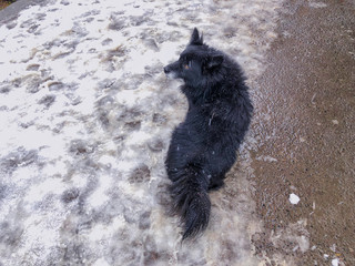 Yard fluffy black dog running outside in the snow. Snapshot near