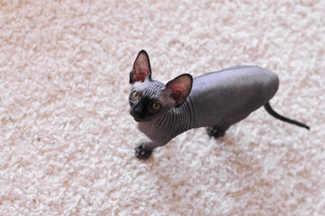 portrait of a beautiful black canadian sphinx cat, bald young cat kitten