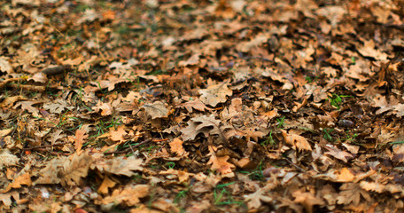 Brown oak leaves fallen on the grass in the winter park