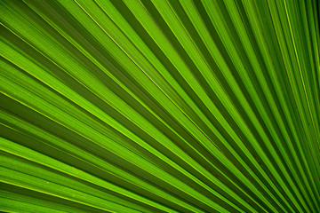 Lines and textures of Green Palm leaves