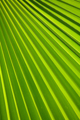 Obraz premium Lines and textures of Green Palm leaves
