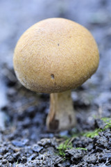 champignon