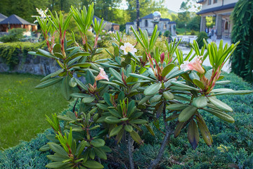 Big pink azalea bush in the garden. Season of flowering azaleas. (Azalea Rhododendron)