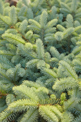 Fir-tree in the garden