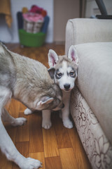 husky puppy playing with mom