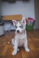 husky puppy at home