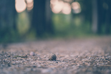 Tourist Hike trail in the Magical Moody Woods - Partly Blurred Photo, Concept of Travel and Tourism