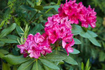 Big pink azalea bush in the garden. Season of flowering azaleas. (Azalea Rhododendron)