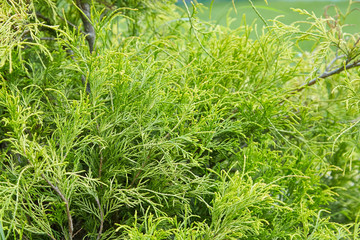 Platycladus orientalis (also known as Chinese thuja, Oriental arborvitae, Chinese arborvitae, biota or oriental thuja)