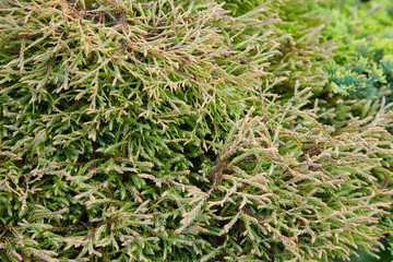 Platycladus orientalis (also known as Chinese thuja, Oriental arborvitae, Chinese arborvitae, biota or oriental thuja)