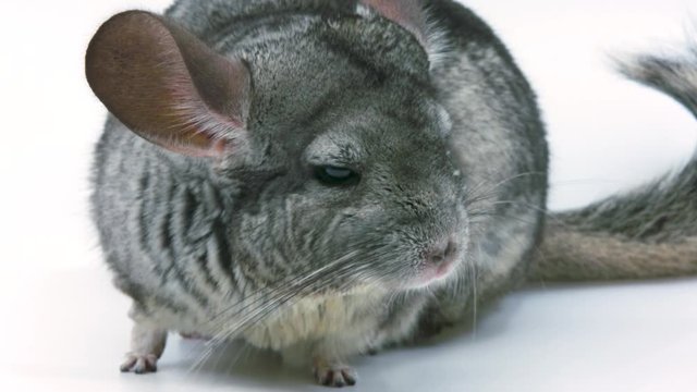 Close-up front view of a chinchilla standing on a white background standing still sniffing and showing off its large ears and tiny feet