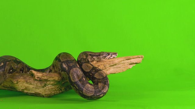 Medium shot of a ball python snake on green screen coiled on a branch and then stretches out