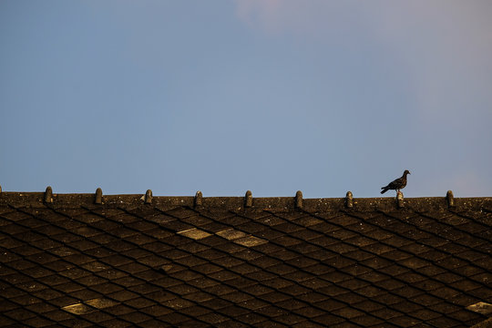 Bird on the roof.