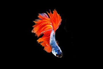 The moving moment beautiful of orange and blue siamese betta fish or fancy betta splendens fighting fish in thailand on black background. Thailand called Pla-kad or biting fish. © Soonthorn