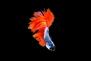 Foto op Plexiglas The moving moment beautiful of orange and blue siamese betta fish or fancy betta splendens fighting fish in thailand on black background. Thailand called Pla-kad or biting fish. © Soonthorn
