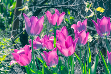 Purple tulips close-up in the spring garden, photo toned