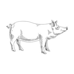 Beautiful vector hand drawn meat products Illustration.