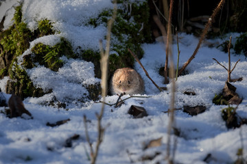 cute little vole in snow on a winter day