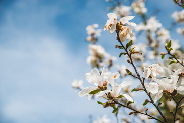 branch of blooming apple tree close up. sky on background