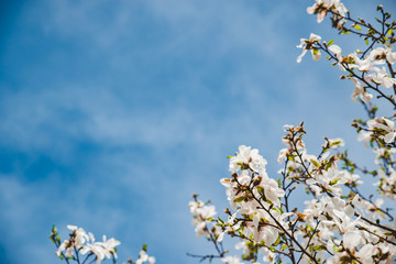 branch of blooming apple tree close up. sky on background