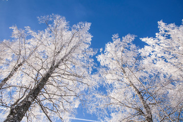 Birch tree covered by hoarfrost in the winter clear blue sky on the background, room for text.