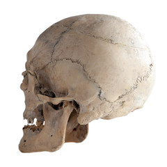 Human skull. ear view-side. Isolated on white.