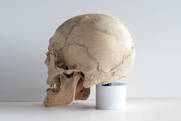 Anatomy of an adult skull. Skull on the table, lighting on the right. Rear view-side.