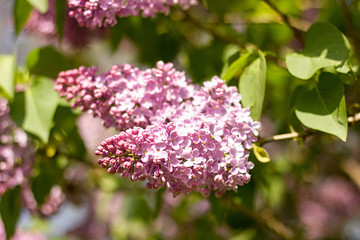pink lilac blooming in the garden
