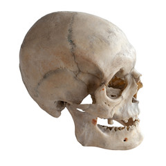 Human skull, side view. Isolated on white.