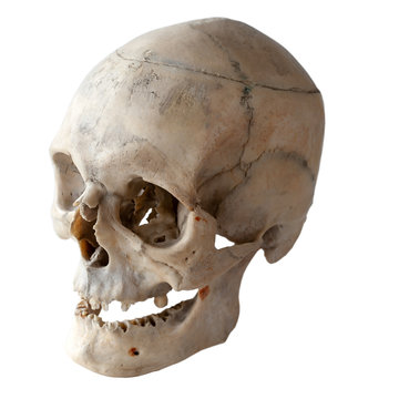 Anatomy of a human skull. Three-quarter angle. Isolated on white.