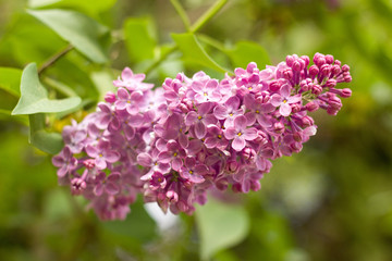 pink lilac blooming in the garden