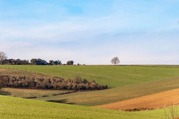 Obraz premium A bare tree on the horizon of a Sussex rural landscape