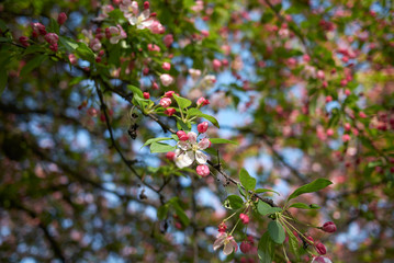 Fototapeta premium Malus floribunda