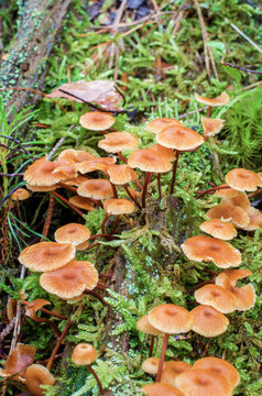 group of small psilocybe mushrooms, growing in the forest among moss