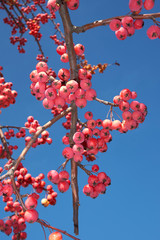 Malus branch with crab apple