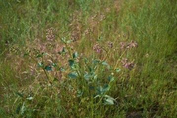 Mirabilis nyctaginea