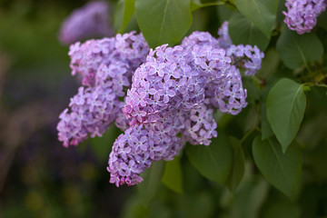 Obraz premium purple lilac blooming in the garden