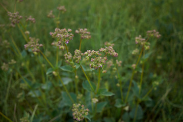 Mirabilis nyctaginea