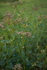 Mirabilis nyctaginea