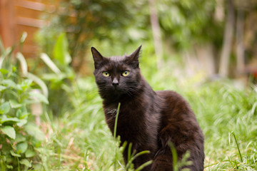 black cat sitting in the grass in the summer