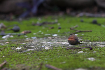 Meliccocus Bijugatus Mamon Fruta ezotica venezuela en macro sobre musgo