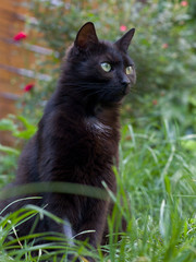 black cat sitting in the grass in the summer