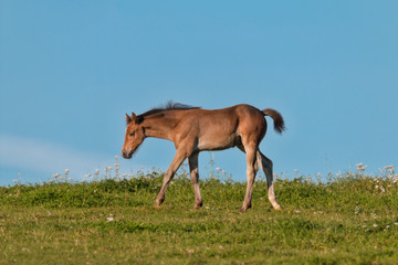 Naklejka na ściany i meble cute foal in pasture against blue summer sky