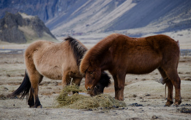 Funny plush Icelandic horses on the farm in the mountains of Iceland eating sear yellow grass