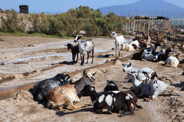 A herd of goats on the shore of Afrera lake, Danakil Depression, Ethiopia