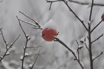 winter Apple on a branch