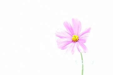 Rosa Cosmea Blume vor weißem Hintergrund isoliert