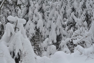 winter forest, lots of snow
