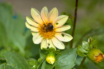 bees on flowers